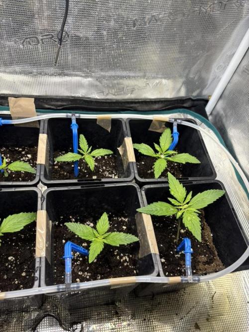 #7 – Gorilla Cookies Auto. Week 2