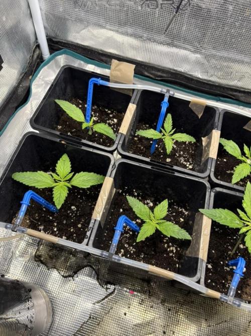 #7 – Gorilla Cookies Auto. Week 2