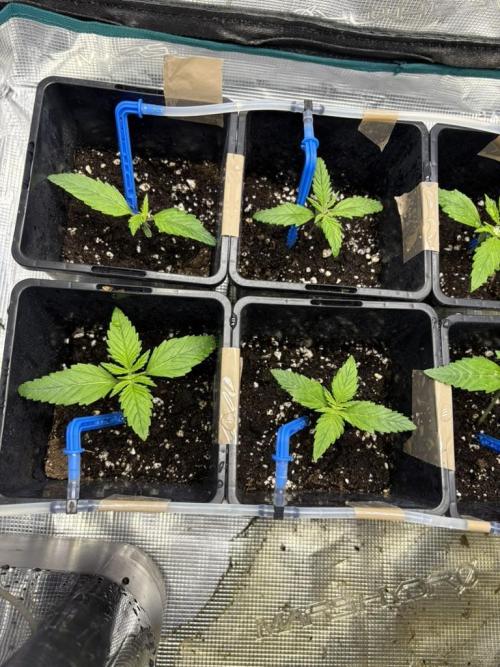 #7 – Gorilla Cookies Auto. Week 2