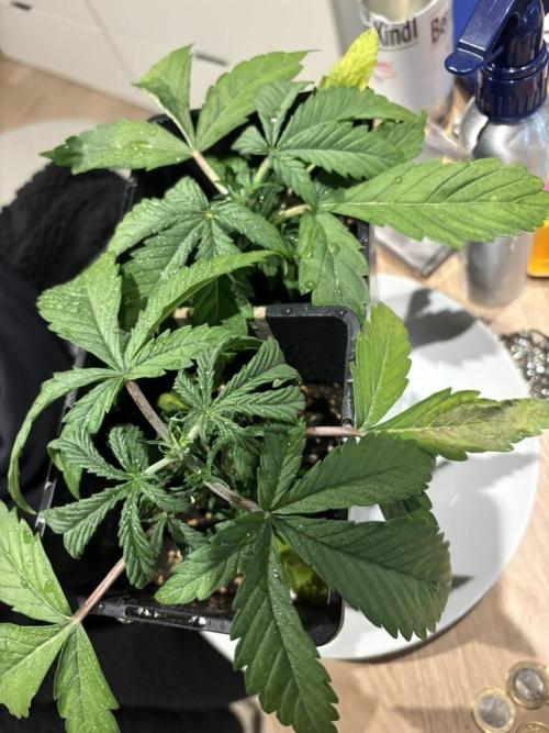 #7 – Gorilla Cookies Auto. Week 3