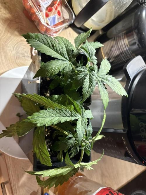 #7 – Gorilla Cookies Auto. Week 3