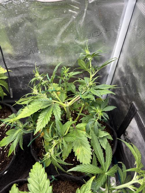 #8 – Gorilla Cookies Auto. Week 4