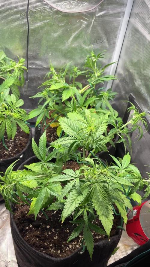 #8 – Gorilla Cookies Auto