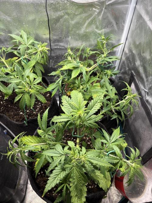 #8 – Gorilla Cookies Auto. Week 4