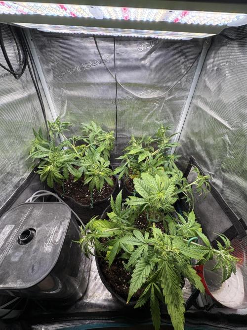 #8 – Gorilla Cookies Auto. Week 4