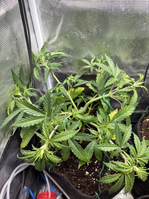 #8 – Gorilla Cookies Auto. Week 4