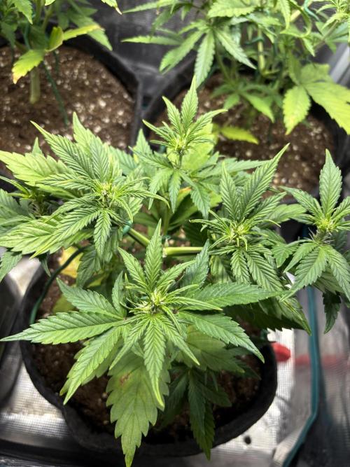 #8 – Gorilla Cookies Auto. Week 4