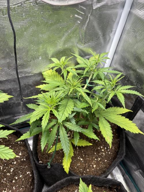 #8 – Gorilla Cookies Auto. Week 4