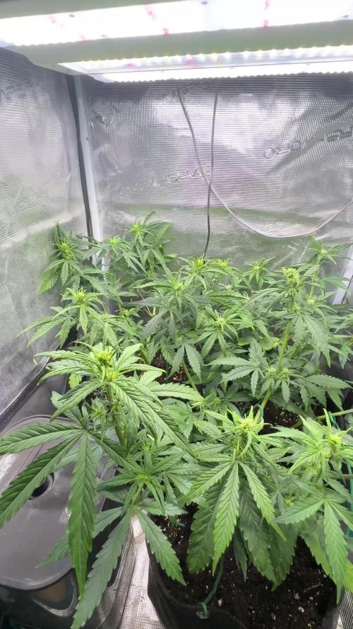 #8 – Gorilla Cookies Auto