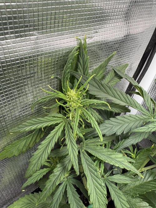 #8 – Gorilla Cookies Auto. Week 5