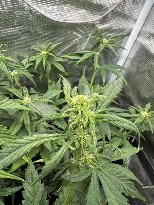 #8 – Gorilla Cookies Auto. Week 5