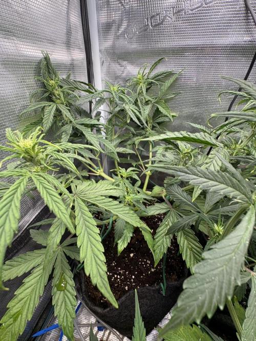 #8 – Gorilla Cookies Auto. Week 5