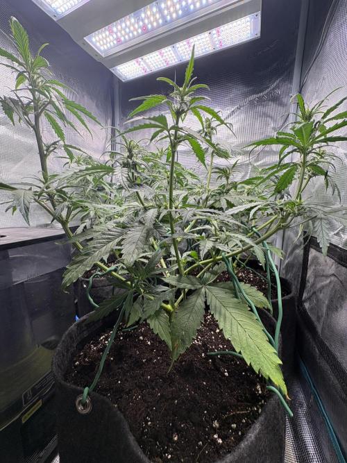 #8 – Gorilla Cookies Auto. Week 5