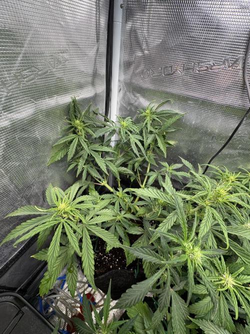 #8 – Gorilla Cookies Auto. Week 5