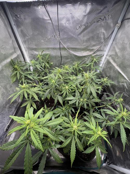 #8 – Gorilla Cookies Auto. Week 5