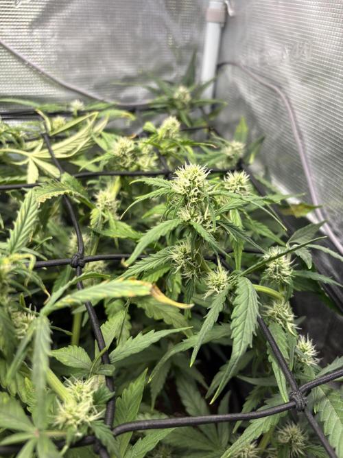 #8 – Gorilla Cookies Auto. Week 6