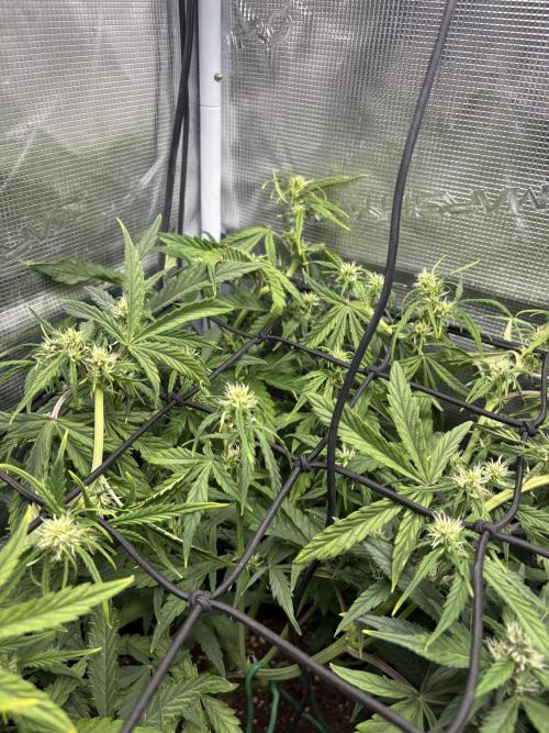 #8 – Gorilla Cookies Auto. Week 6