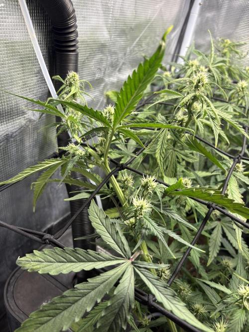 #8 – Gorilla Cookies Auto. Week 6