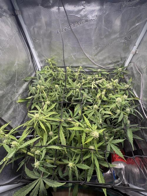 #8 – Gorilla Cookies Auto. Week 6