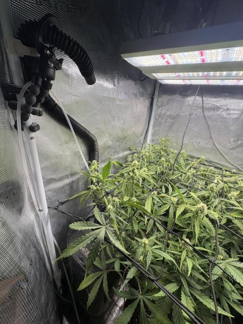 #8 – Gorilla Cookies Auto. Week 6