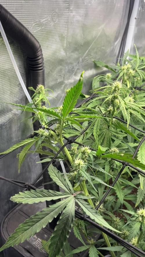 #8 – Gorilla Cookies Auto