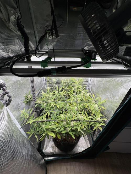 #8 – Gorilla Cookies Auto. Week 7