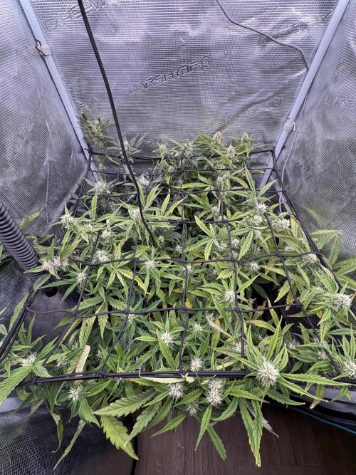 #8 – Gorilla Cookies Auto. Week 7