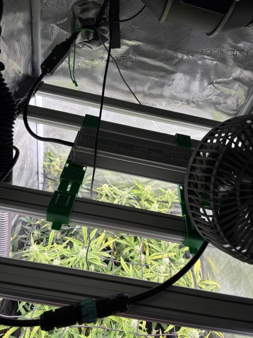 #8 – Gorilla Cookies Auto. Week 7