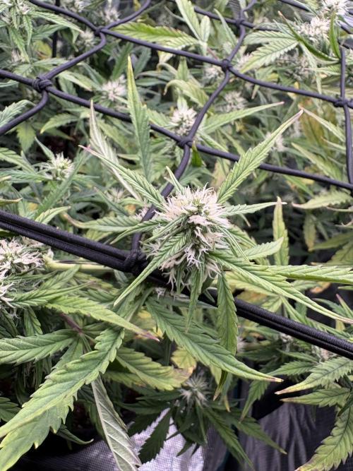#8 – Gorilla Cookies Auto. Week 7