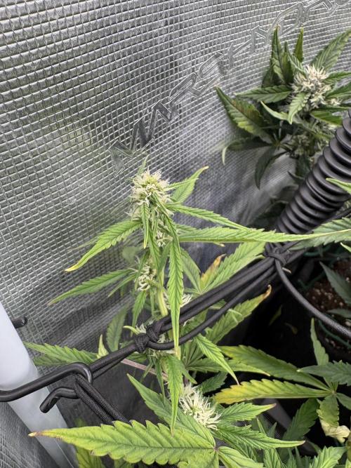 #8 – Gorilla Cookies Auto. Week 7
