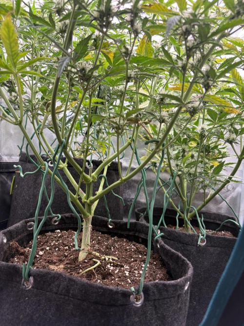 #8 – Gorilla Cookies Auto. Week 7