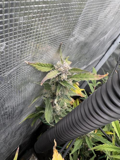 #8 – Gorilla Cookies Auto. Week 8