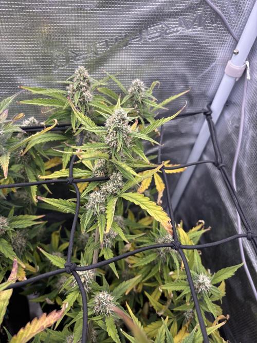 #8 – Gorilla Cookies Auto. Week 8