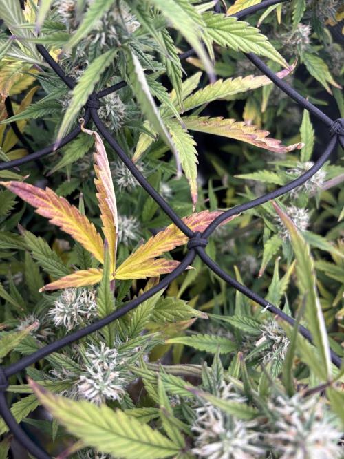 #8 – Gorilla Cookies Auto. Week 8
