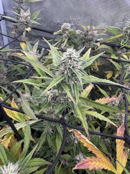 #8 – Gorilla Cookies Auto. Week 8