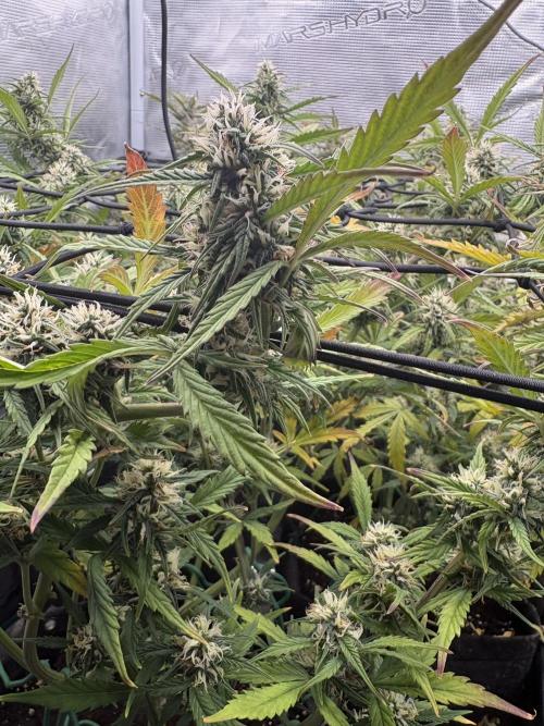 #8 – Gorilla Cookies Auto. Week 8