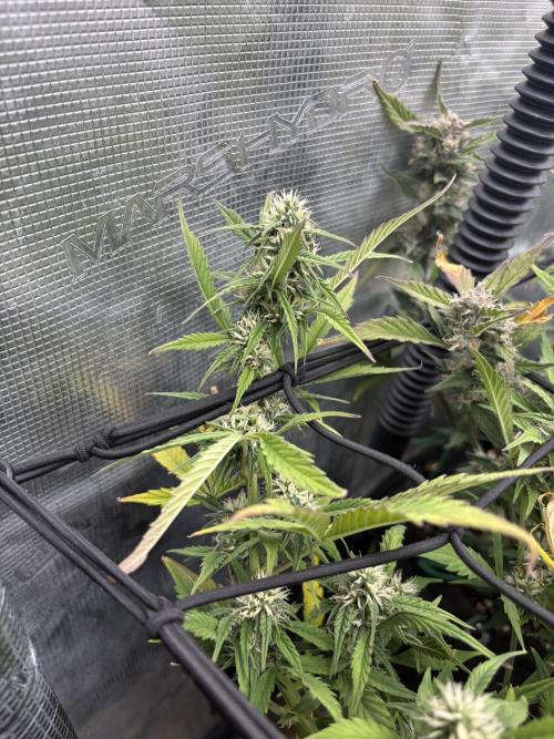 #8 – Gorilla Cookies Auto. Week 8