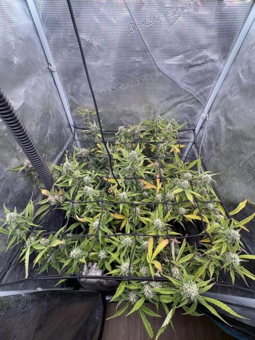 #8 – Gorilla Cookies Auto. Week 8