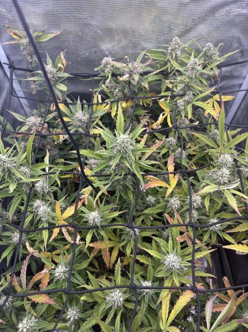 #8 – Gorilla Cookies Auto. Week 8
