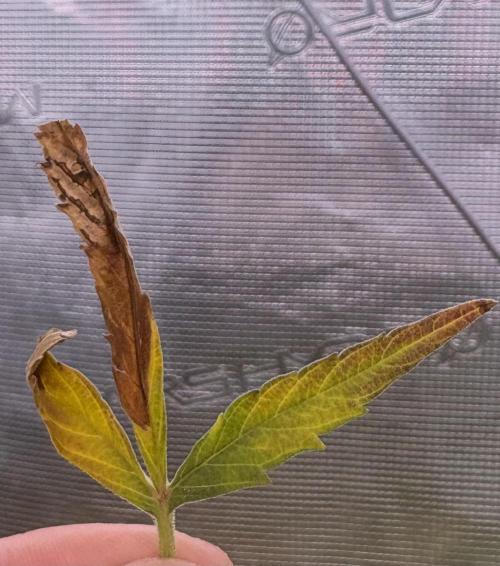 #8 – Gorilla Cookies Auto. Week 8