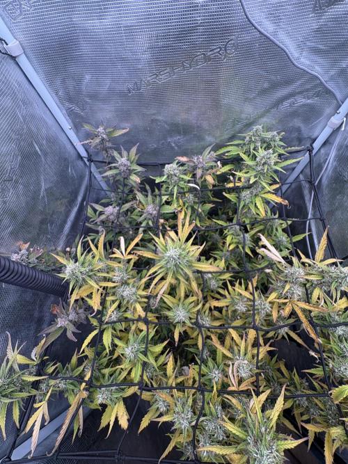 #8 – Gorilla Cookies Auto. Week 9