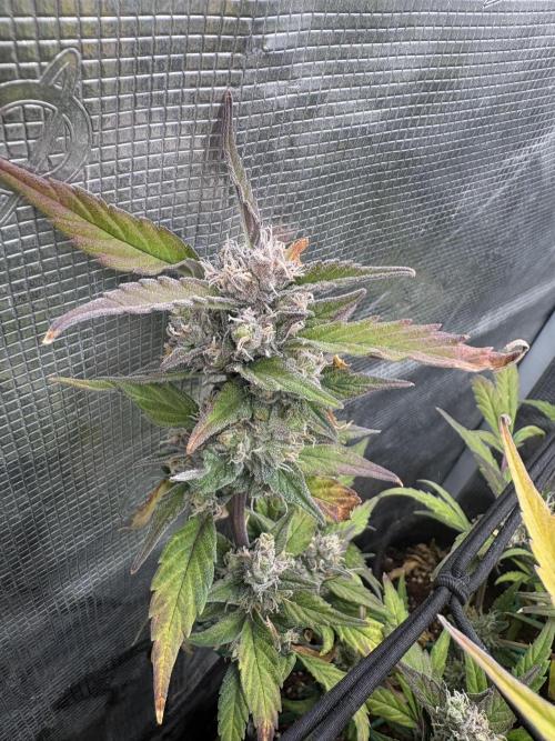 #8 – Gorilla Cookies Auto. Week 9