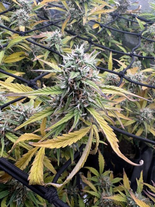 #8 – Gorilla Cookies Auto. Week 9