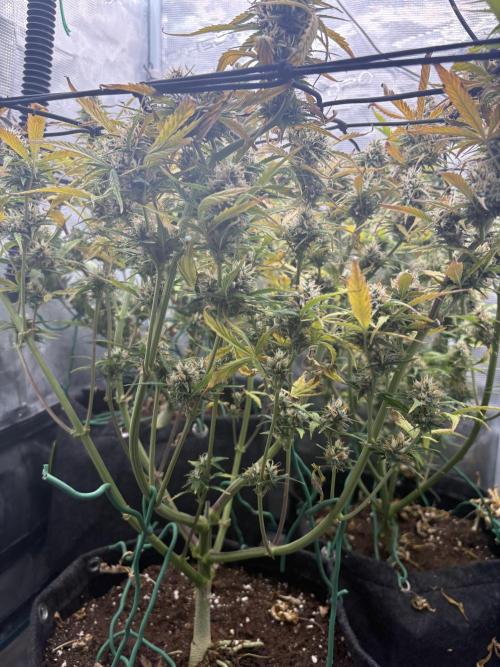 #8 – Gorilla Cookies Auto. Week 9