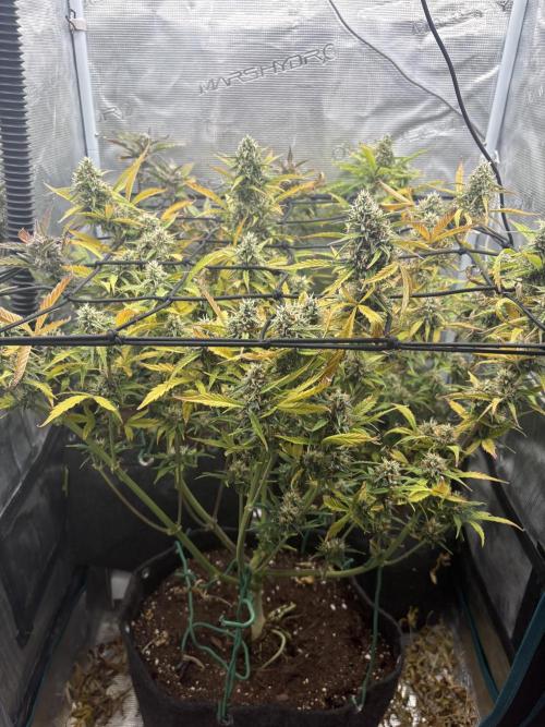 #8 – Gorilla Cookies Auto. Week 9