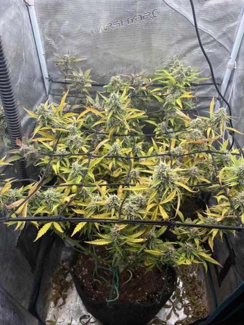 #8 – Gorilla Cookies Auto. Week 9