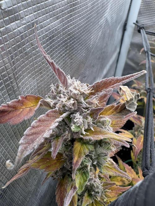 #8 – Gorilla Cookies Auto. Week 10
