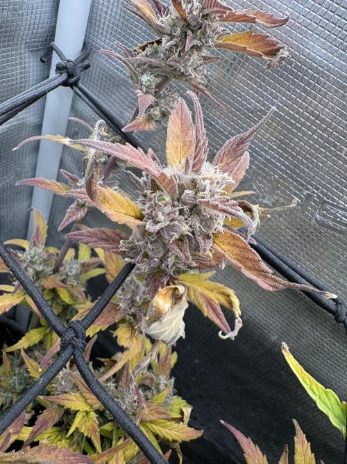 #8 – Gorilla Cookies Auto. Week 10