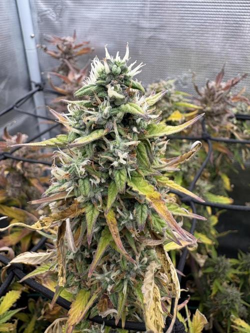#8 – Gorilla Cookies Auto. Week 10