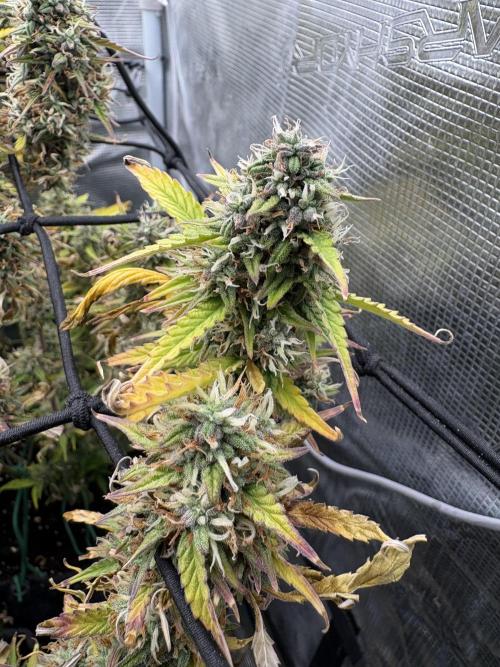 #8 – Gorilla Cookies Auto. Week 10